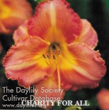 Daylily Charity for All